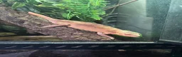 Chameleon reptiles for sale: Stunning Female Panther Chameleon  - Advert 2