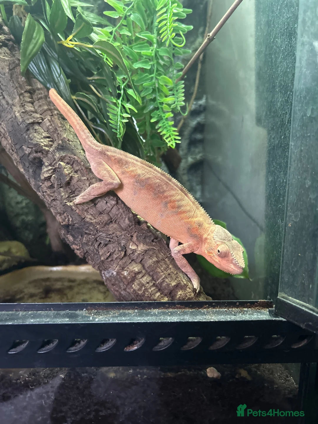 Chameleon reptiles for sale: Stunning Female Panther Chameleon  - Advert 2