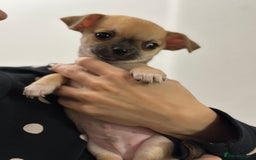 Chihuahua dogs for sale: Pure bred Chihuahua puppies - Image 3
