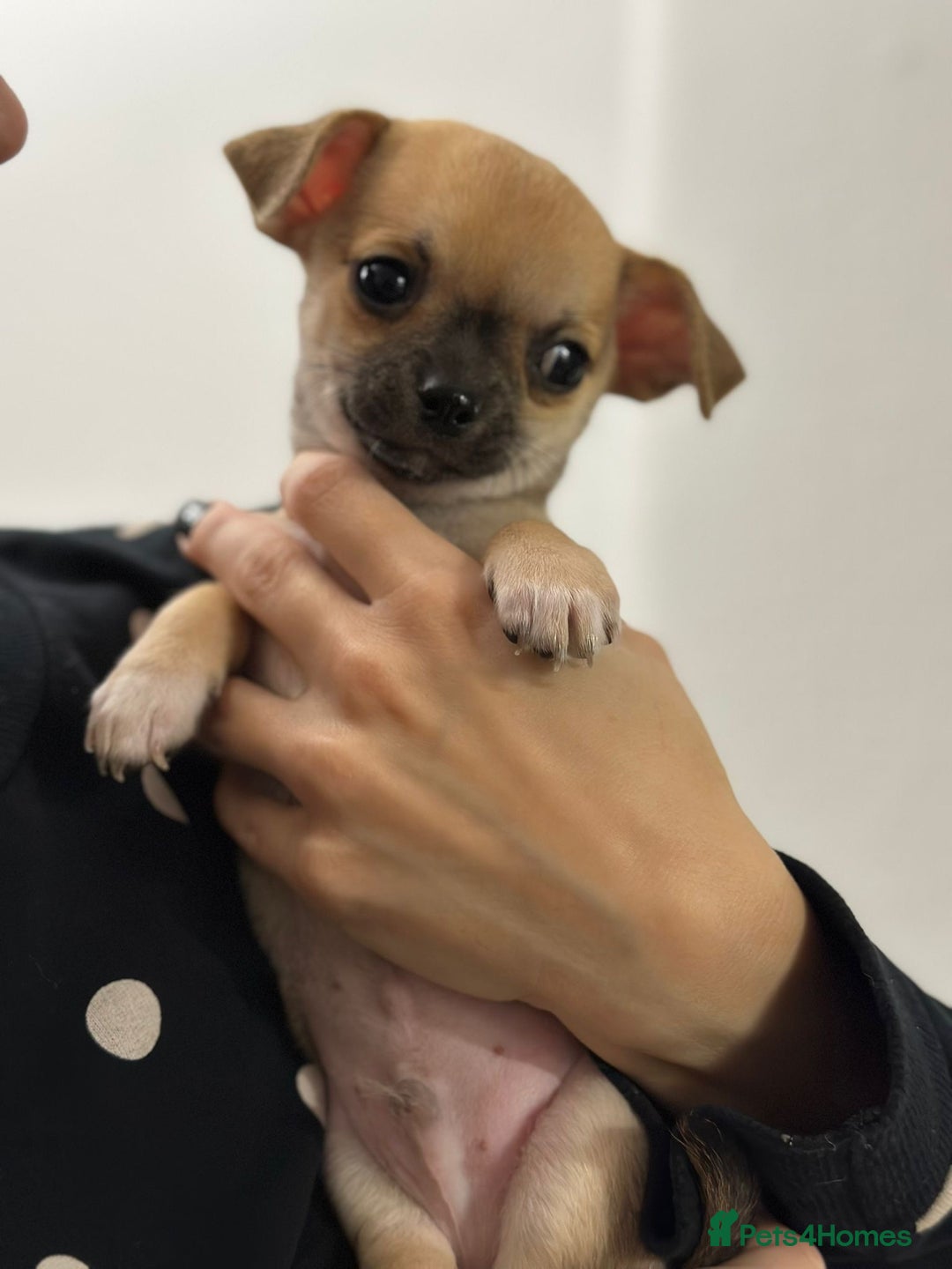 Chihuahua dogs for sale: Pure bred Chihuahua puppies - Image 3