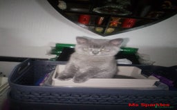 British Shorthair cats for sale: 1 blue BSH girl left for sale  in Burnley - Image 1