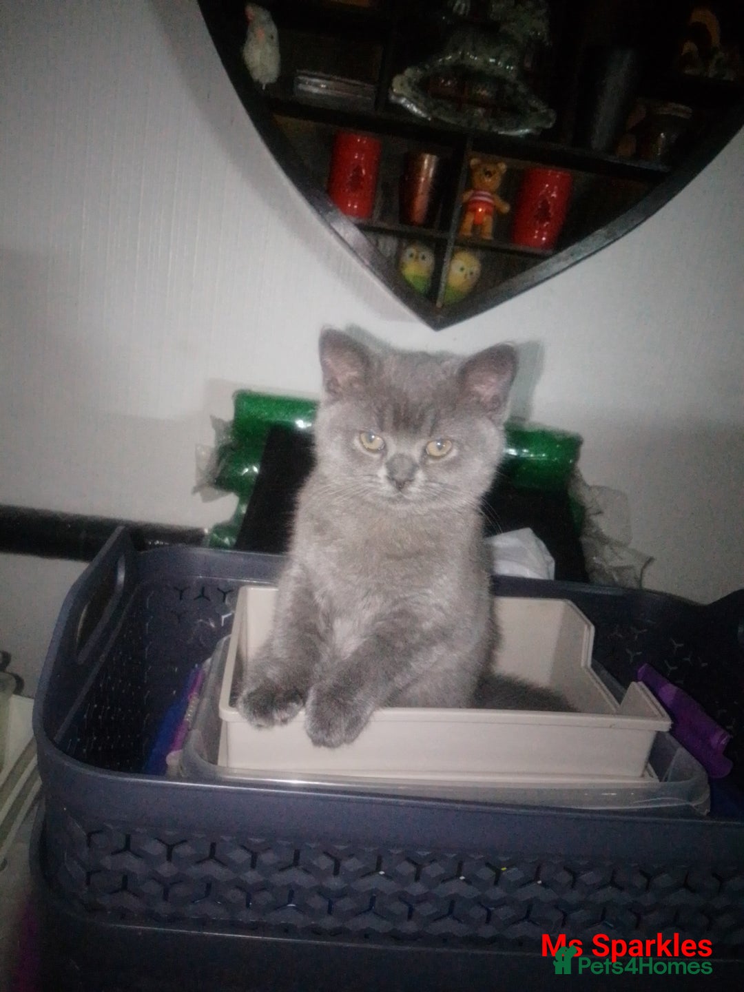 British Shorthair cats for sale: 1 blue BSH girl left for sale  in Burnley - Image 1