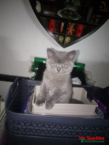 British Shorthair cats in Burnley - Advert 13