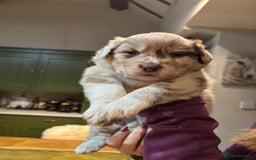 Border Collie dogs for sale: Beautiful Red Merle & Red Border Collie Puppies - Advert 11