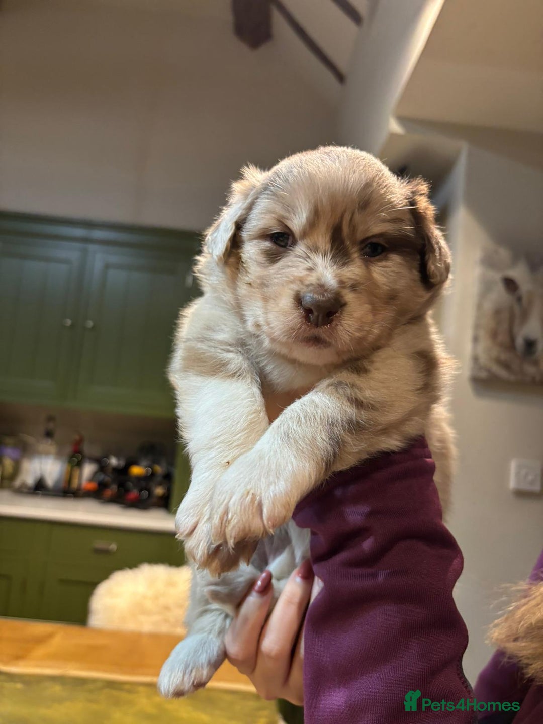 Border Collie dogs for sale: Beautiful Red Merle & Red Border Collie Puppies - Advert 11