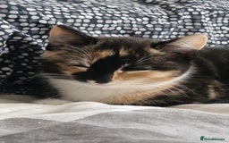Domestic Shorthair cats for sale: Cat girls - Image 5