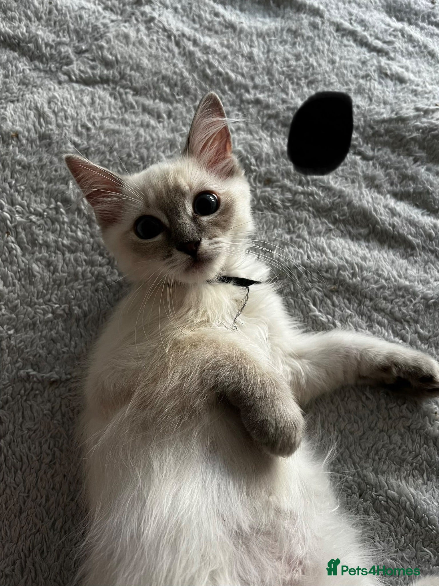 Ragdoll cats Purebred Ragdoll kittens - boys only - Ready Now! - Advert 3