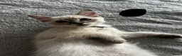 Ragdoll cats for sale: Purebred Ragdoll kittens - boys only - Ready Now! - Advert 1