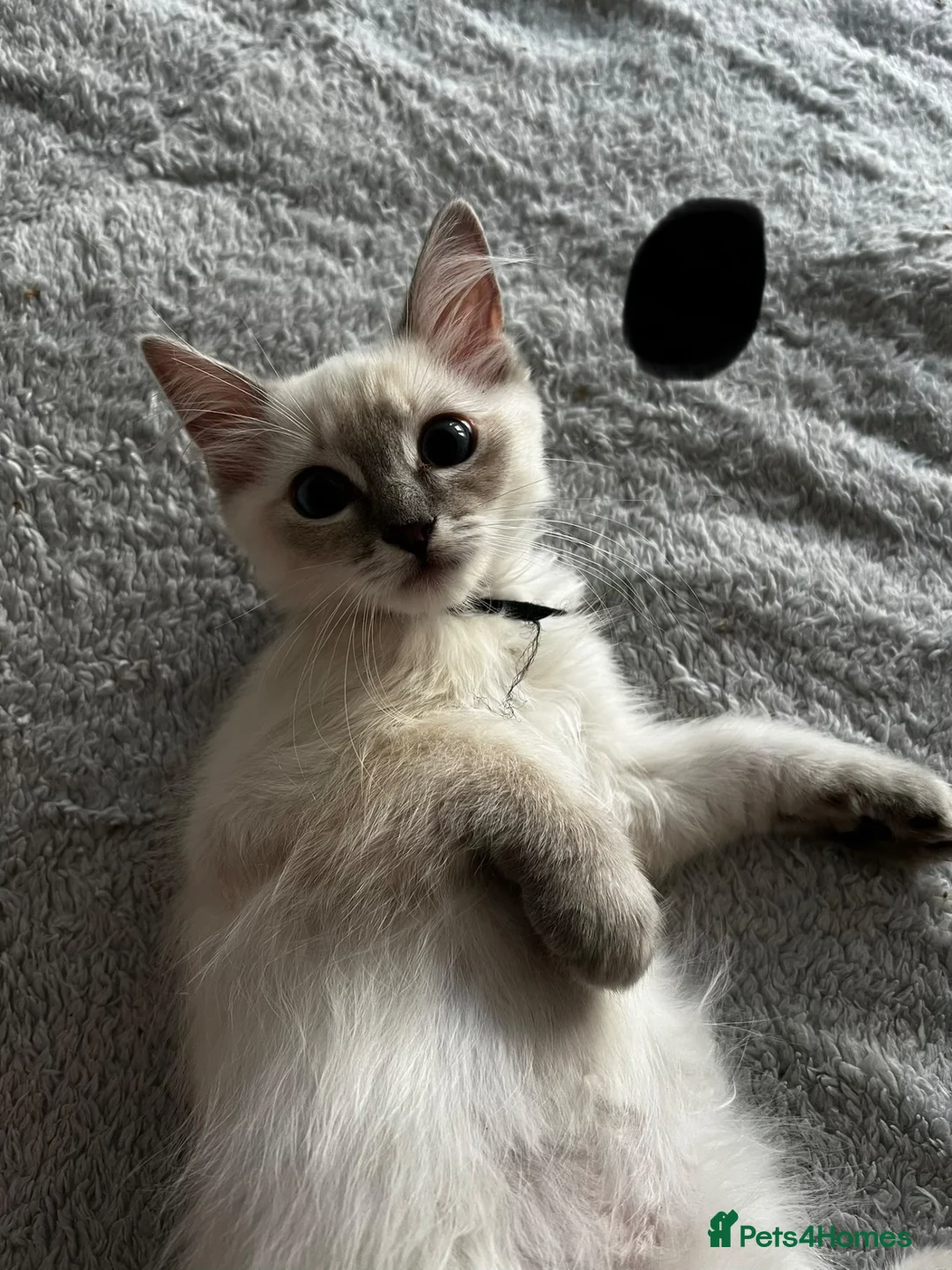 Ragdoll cats for sale: Purebred Ragdoll kittens - boys only - Ready Now! - Advert 1