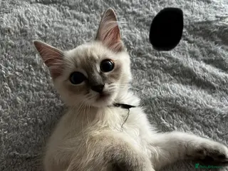 Ragdoll cats Purebred Ragdoll kittens - boys only - Ready Now! - Advert 6