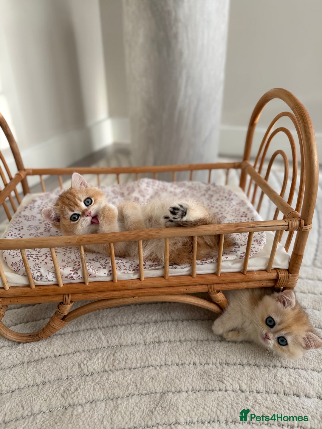 British Shorthair cats for sale: Golden British shorthair kittens - Advert 8