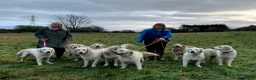 Golden Retriever dogs for sale: KC reg Golden retriever puppies 5* licence - Advert 13