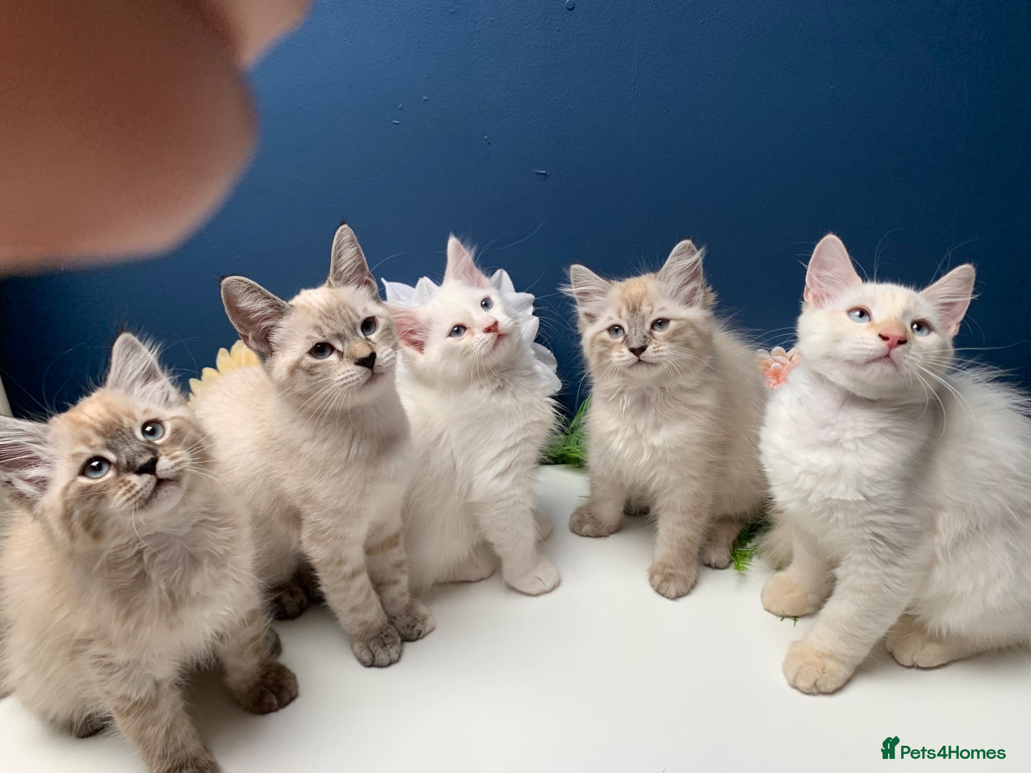 Siberian cats BEAUTIFUL LYNX POINT X SIBERIAN BABIES  - Advert 5