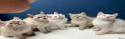 Siberian cats for sale: BEAUTIFUL LYNX POINT X SIBERIAN BABIES  - Advert 1