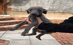 Whippet dogs for sale: Kc registered.Whippets. - Image 32