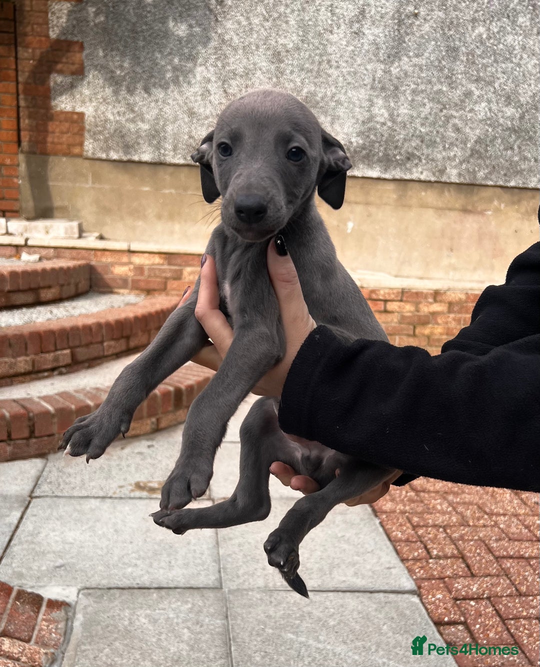 Whippet dogs for sale: Kc registered.Whippets. - Image 32