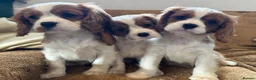 Cavalier King Charles Spaniel dogs for sale: Beautiful Cavalier King Charles Spaniel puppies - Advert 4