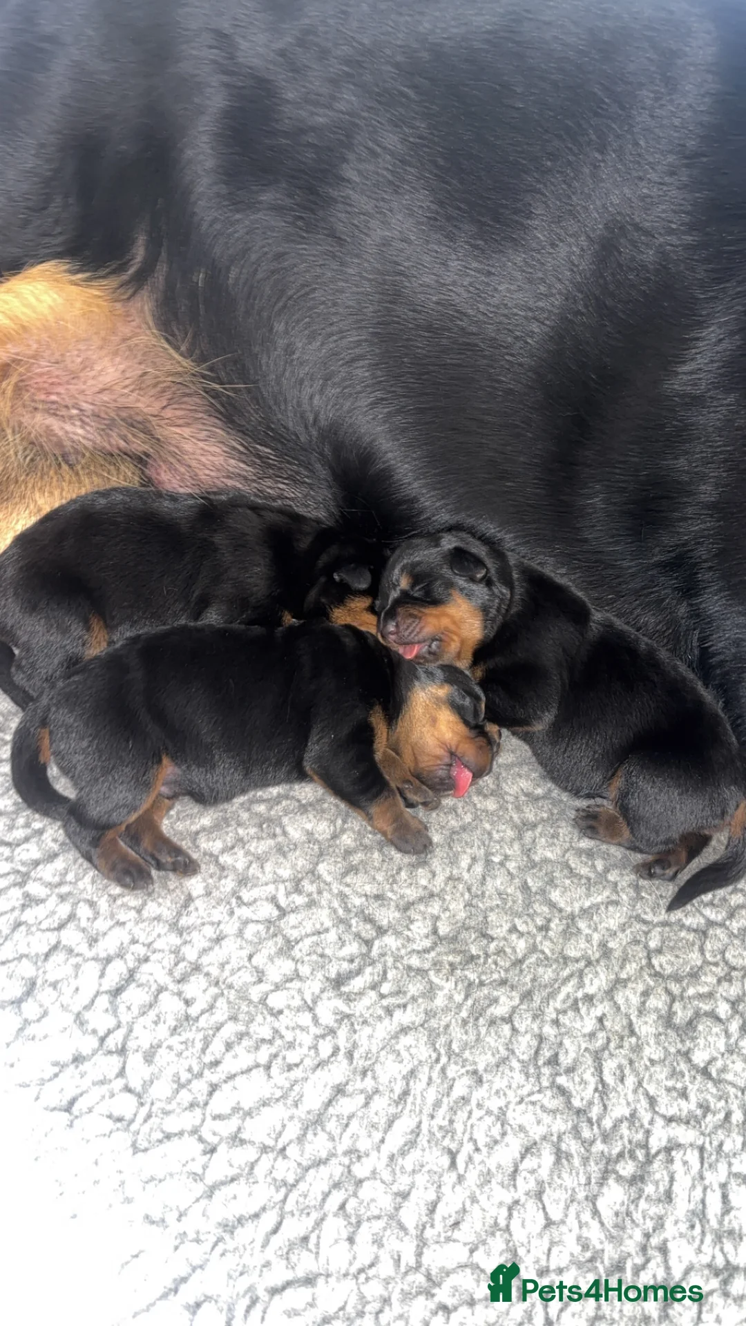 Rottweiler dogs for sale: £1200 Rottwieler pups kcreg.1 girl left. Ready now - Advert 10