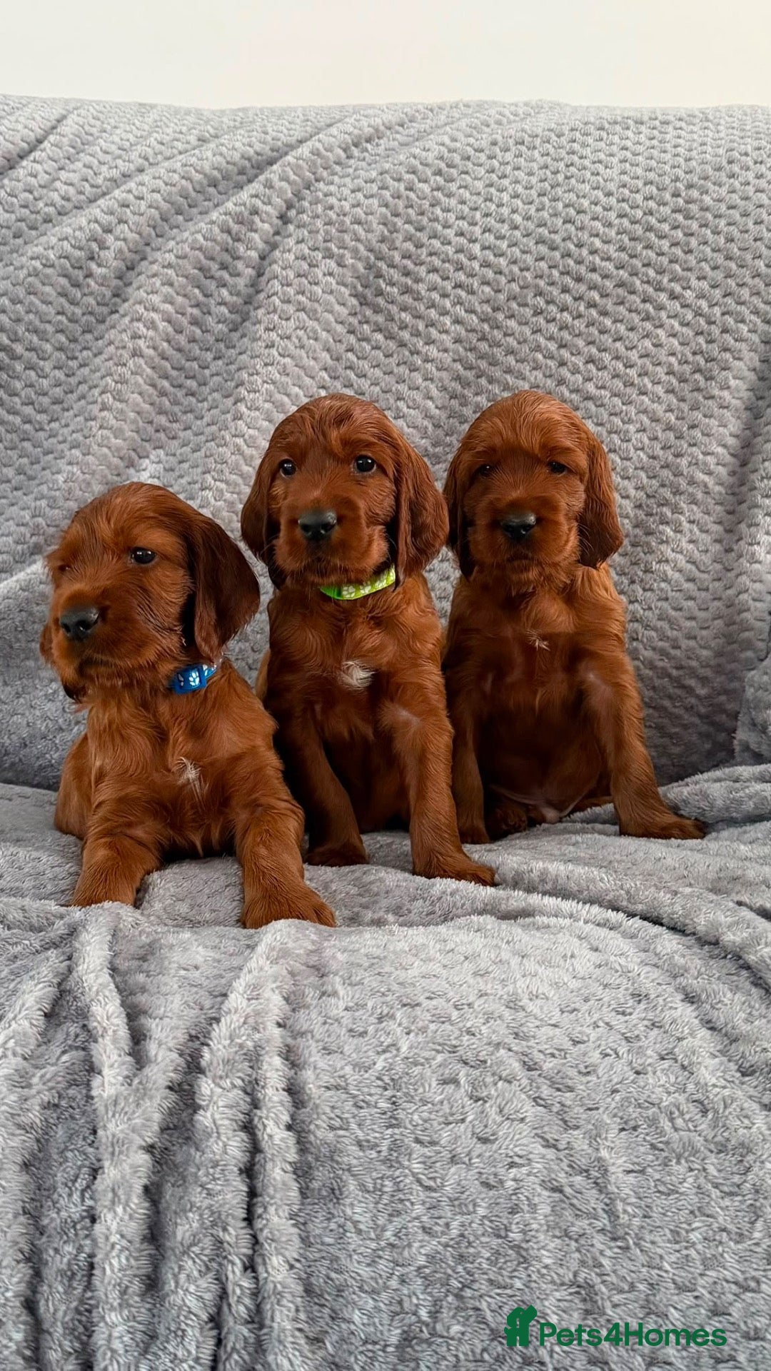 Irish Setter dogs KC registered Irish Setter puppies Bexhill-on-Sea - Advert 2