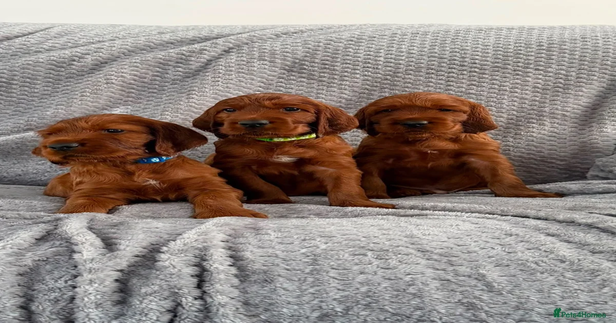 Setter Puppies for sale | Pets4Homes