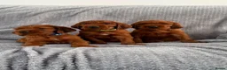 Irish Setter dogs for sale: KC registered Irish Setter puppies Bexhill-on-Sea - Advert 1