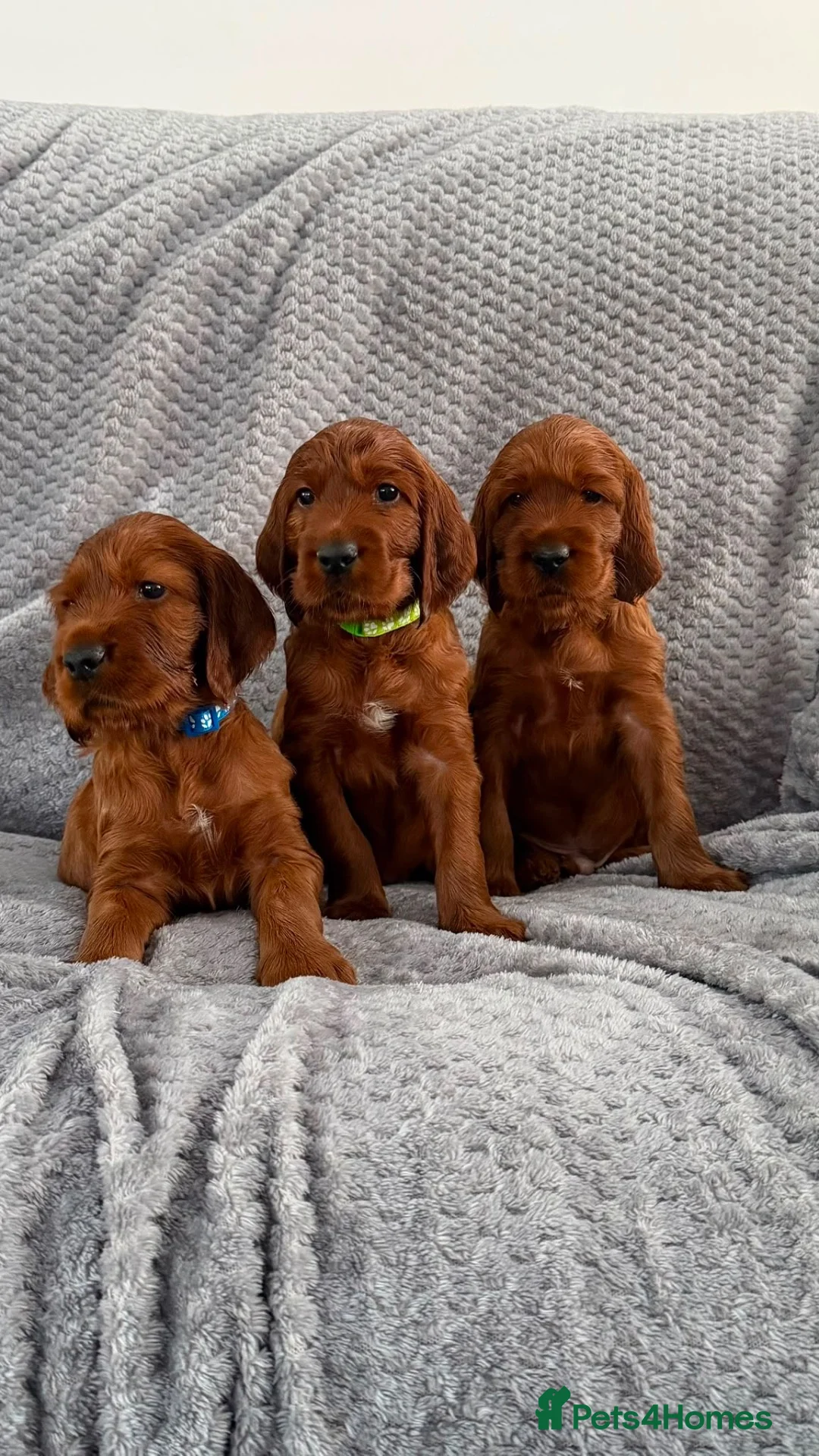 Irish Setter dogs for sale: KC registered Irish Setter puppies Bexhill-on-Sea - Advert 1