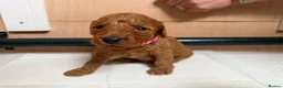 Cockapoo dogs for sale: F1b cockerpoo puppy’s  - Advert 8