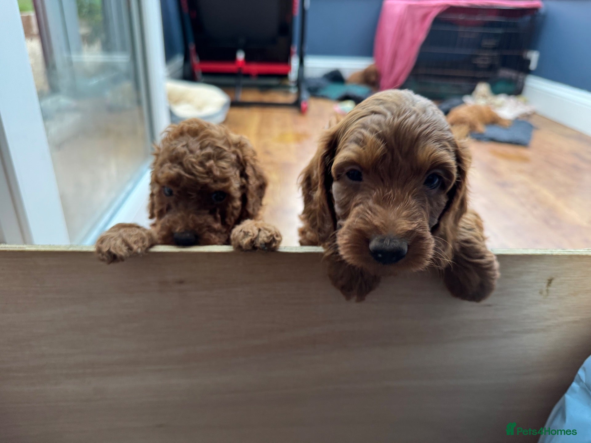Cockapoo dogs gorgeous red boy and girl cockapoo still available - Advert 18