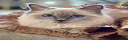 Ragdoll cats for sale: Beautiful Blue Point Ragdoll kitten - Advert 3