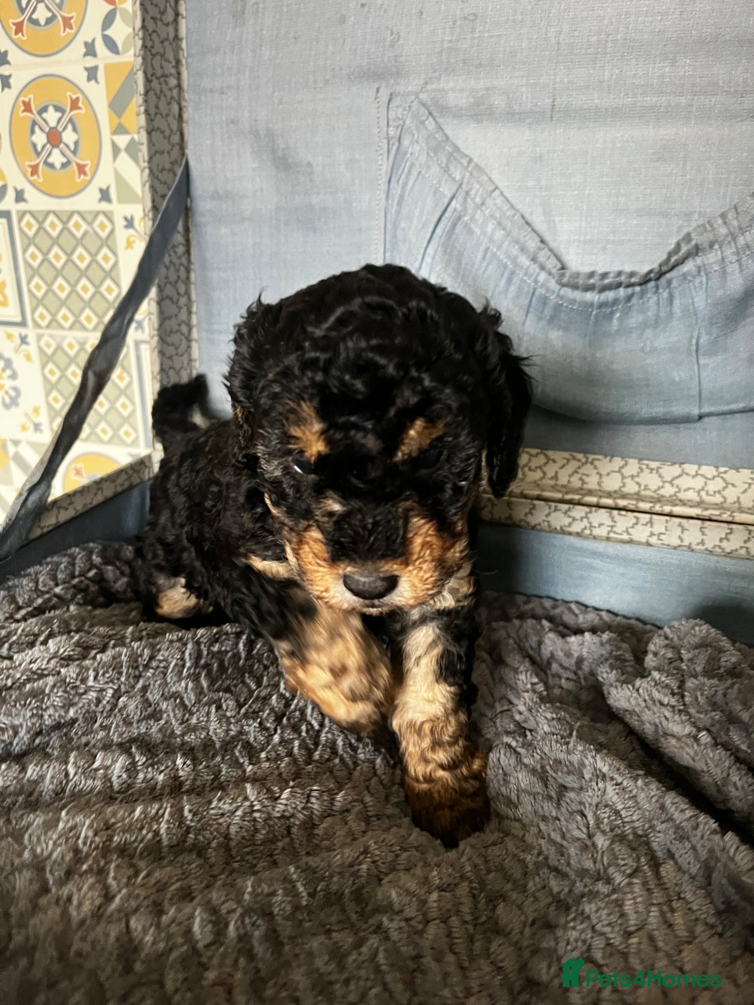 Cockapoo dogs Cockapoo’s ready to leave - Advert 3