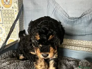 Cockapoo dogs Cockapoo’s ready to leave - Advert 3