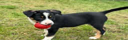 Border Collie dogs for sale: 3 x Gorgeous Collie Pups- Mum ISDS Registered!  - Advert 13