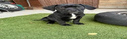 Cane Corso dogs for sale: Cane corso puppies - Advert 16