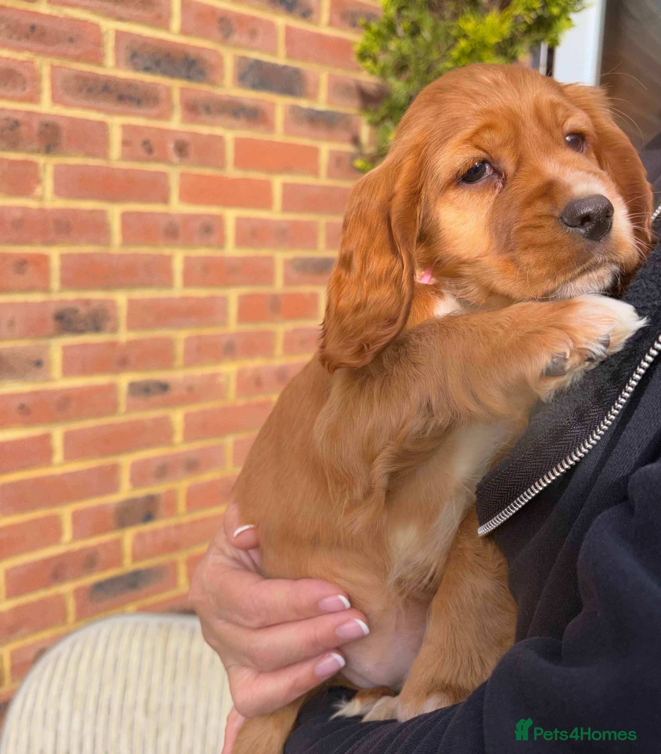Cocker Spaniel dogs Lucy’s Amazing Puppy’s  - Advert 14