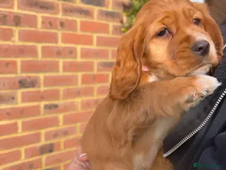 Cocker Spaniel dogs Lucy’s Amazing Puppy’s - Advert 14