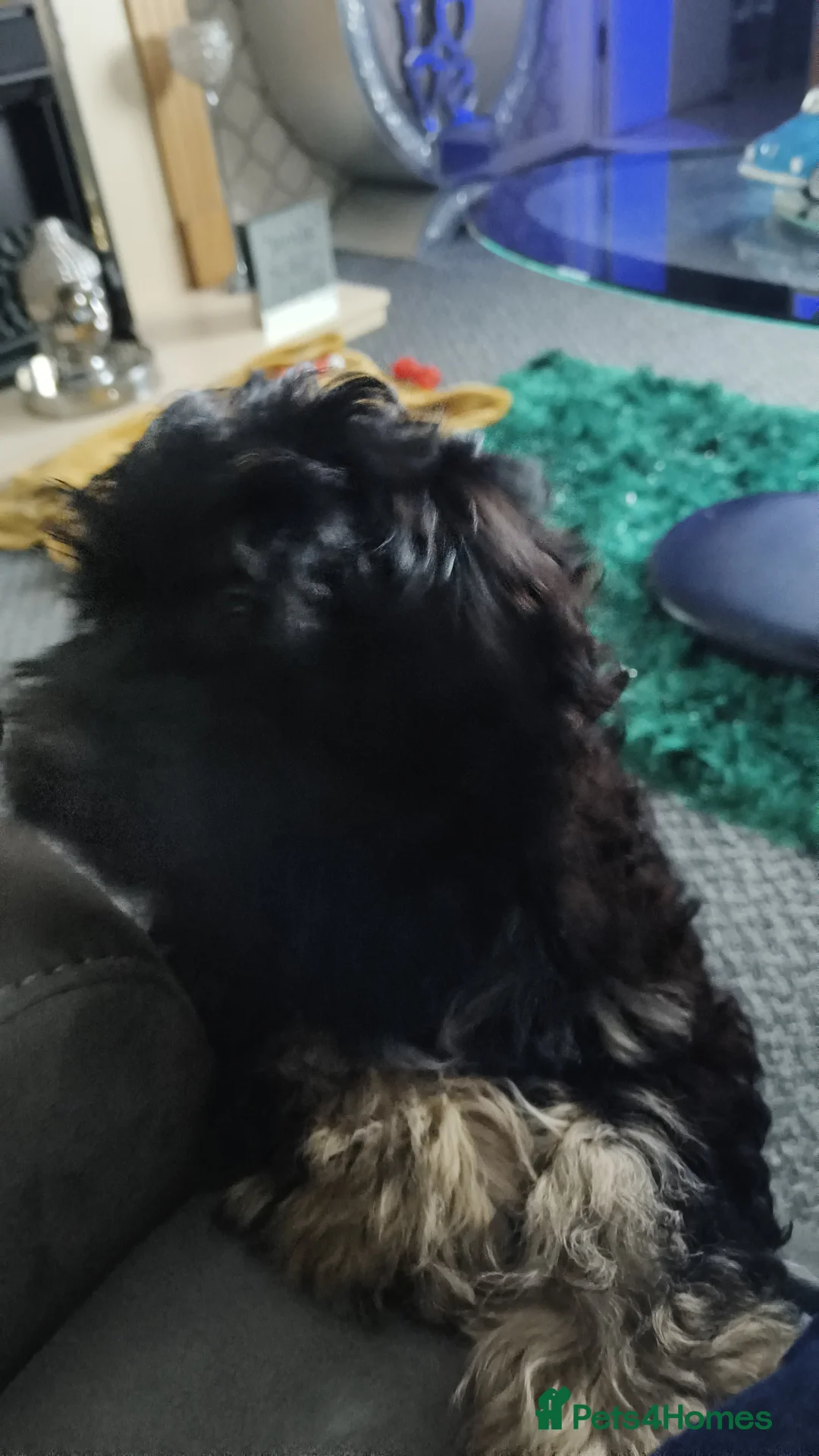 Shihpoo dogs for sale: Shipoo puppy  - Advert 4