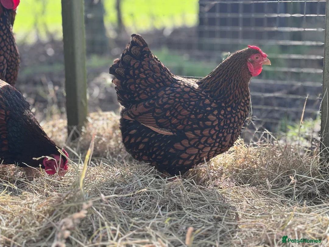 Chickens poultry for sale: Gold Laced Bantam Wyandotte Hatching Eggs  - Advert 5