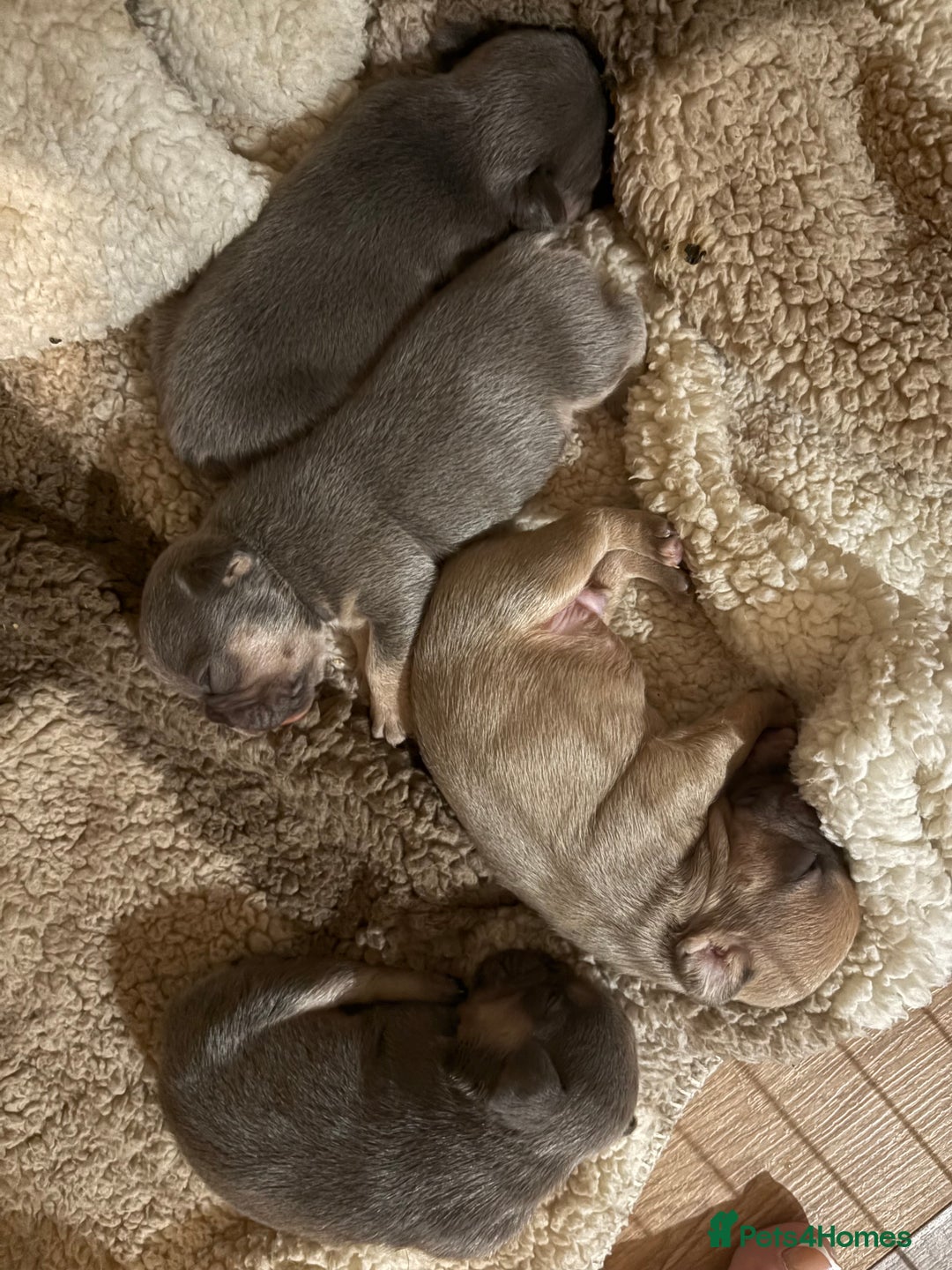 Mixed Breed dogs for sale: Frenglish puppies  - Image 2