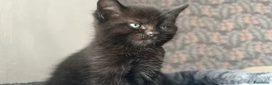 Domestic Shorthair Kitten 1