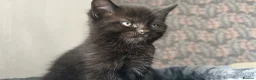 Domestic Shorthair cats for sale: 2 Kittens For Sale!  - Advert 7