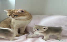 British Shorthair cats for sale: British Shorthair Golden kitten GCCF - Image 14