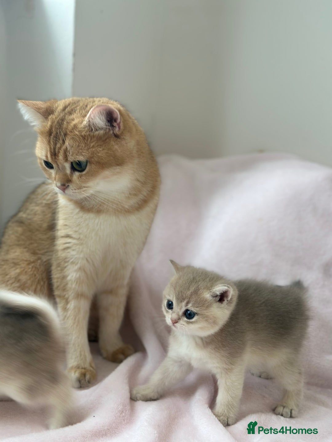 British Shorthair cats for sale: British Shorthair Golden kitten GCCF - Image 14