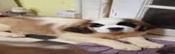 Saint Bernard dogs for sale: REDUCED Show Quality Saint Bernard's  - Advert 19