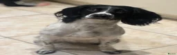 English Springer Spaniel dogs for sale: 5 KC Reg English springer spaniel puppies  - Advert 12