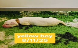 White Swiss Shepherd dogs for sale: KC Reg long-coat White Swiss Sheperd pups for sale - Image 11