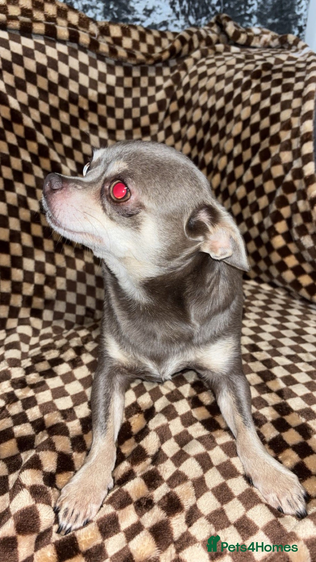 Chihuahua dogs for sale: Chihuahua - Advert 12