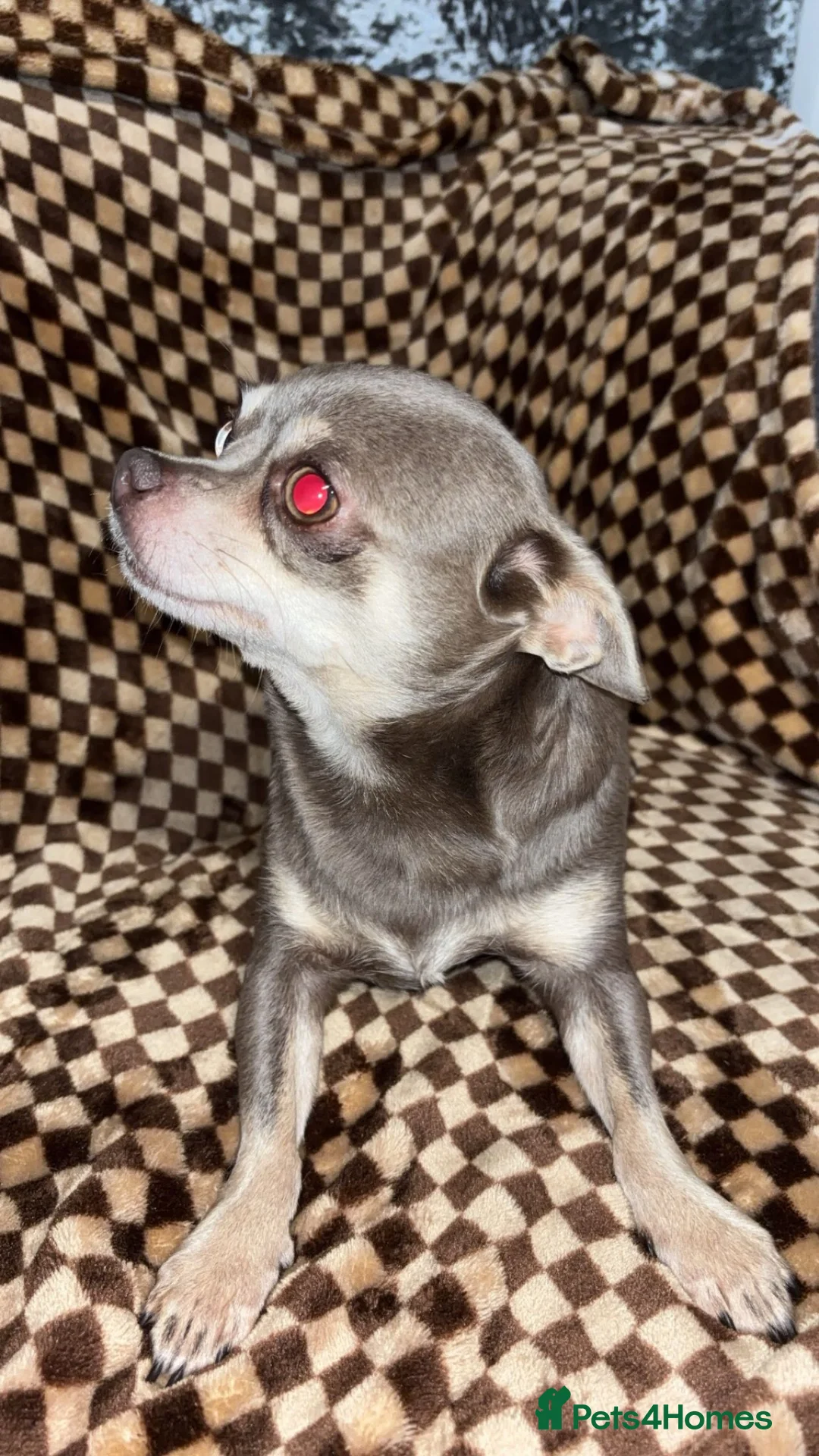 Chihuahua dogs for sale: Chihuahua in Hartlepool - Advert 1