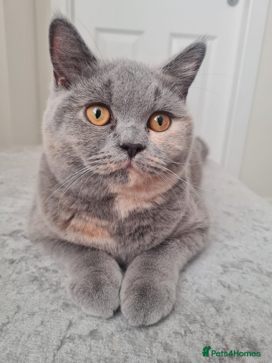 British Shorthair cats for sale: ❤️‍🔥 British Shorthair Kittens ❤️‍🔥 - Advert 5