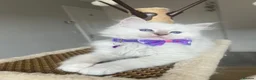 Ragdoll cats for sale: Registered Ragdoll kittens for sale - Advert 13
