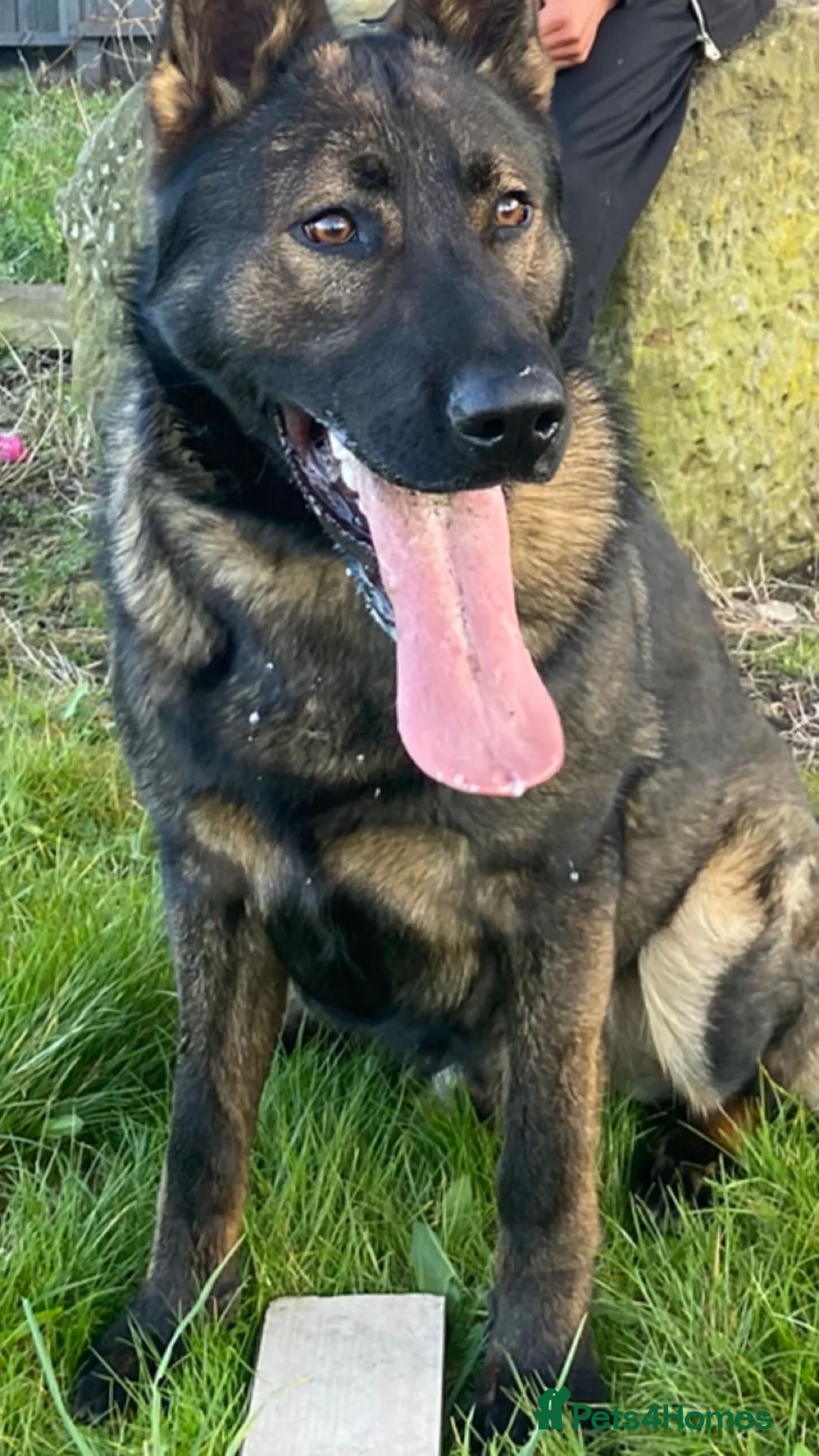 German Shepherd dogs for sale:  German shepherd  - Advert 1